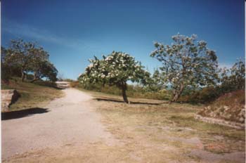 monte5