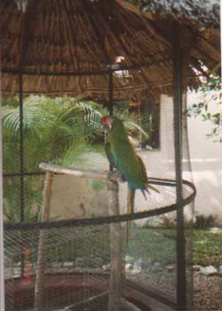 Parrot