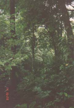 nahchan2
