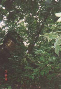 nahchan4