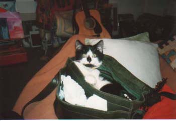 phoenixinmyhandbag