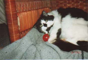 phoenixmycat